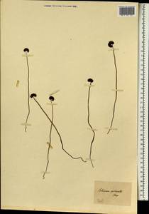 Schizaea pectinata (L.) Sw., Африка (AFR) (ЮАР)