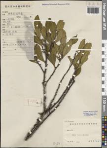 Eurya cuneata Kobuski, Зарубежная Азия (ASIA) (КНР)