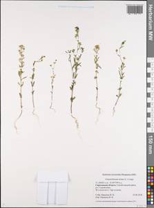 Льняночка малая, Хеноринум малый (L.) Lange, Восточная Европа, Нижневолжский район (E9) (Россия)