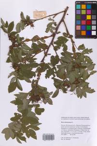 Шиповник майский Herrm., Восточная Европа, Московская область и Москва (E4a) (Россия)