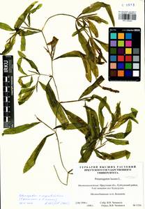 Potamogeton × angustifolius J.Presl, Сибирь, Прибайкалье и Забайкалье (S4) (Россия)