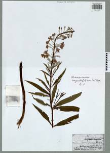 Chamaenerion angustifolium subsp. angustifolium, Восточная Европа, Центральный район (E4) (Россия)