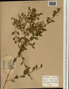 Lawsonia inermis L., Африка (AFR) (Мали)