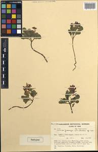 Corydalis chionophila subsp. firouzii (Wendelbo) Lidén, Зарубежная Азия (ASIA) (Иран)