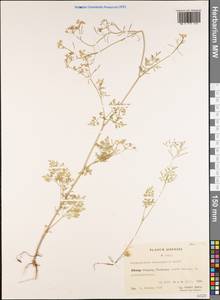 Harrysmithia heterophylla H. Wolff, Зарубежная Азия (ASIA) (КНР)