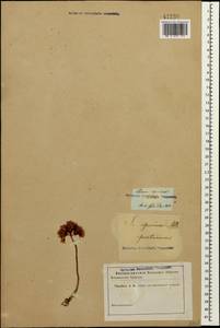 Phedimus spurius subsp. spurius, Кавказ (без точных местонахождений) (K0)