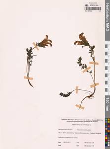 Мытник головчатый Adams, Сибирь, Чукотка и Камчатка (S7) (Россия)