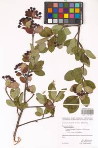 Sorbaronia × fallax C.K.Schneid., Восточная Европа, Центральный район (E4) (Россия)