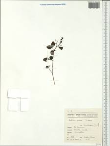 Justicia pinensis S. Moore, Австралия и Океания (AUSTR) (Новая Каледония)