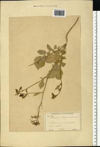 Редька дикая, Редька полевая L., Восточная Европа, Московская область и Москва (E4a) (Россия)