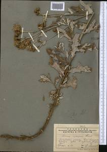 Cirsium arvense var. vestitum Wimm. & Grab., Средняя Азия и Казахстан, Памир и Памиро-Алай (M2) (Таджикистан)