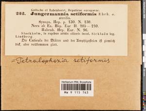 Tetralophozia setiformis (Ehrh.) Schljakov, Гербарий мохообразных, Мхи - Западная Европа (BEu) (Швеция)
