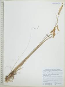 Sibirotrisetum sibiricum (Rupr.) Barberá, Сибирь, Дальний Восток (S6) (Россия)