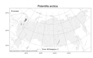 Potentilla arctica, Лапчатка арктическая Lehm., Атлас флоры России (FLORUS) (Россия)