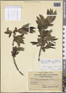 Ива пятитычинковая  L., Кавказ, Северная Осетия, Ингушетия и Чечня (K1c) (Россия)