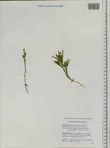 Dendrolycopodium juniperoideum (Sw.) A. Haines, Сибирь, Дальний Восток (S6) (Россия)