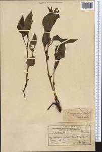 Koenigia songarica (Schrenk) T. M. Schust. & Reveal, Средняя Азия и Казахстан, Северный и Центральный Тянь-Шань (M4) (Казахстан)