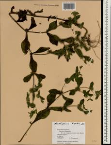 Acanthospermum hispidum DC., Зарубежная Азия (ASIA) (Непал)