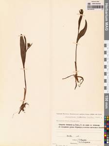 Любка комарниковая (L.f.) Lindl., Сибирь, Чукотка и Камчатка (S7) (Россия)