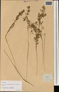 Cymbopogon nardus (L.) Rendle, Зарубежная Азия (ASIA) (Филиппины)