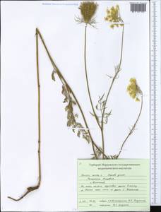 Морковь обыкновенная, Морковь дикая L., Восточная Европа, Средневолжский район (E8) (Россия)