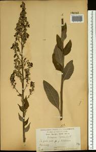 Коровяк мучнистый L., Восточная Европа, Центральный лесостепной район (E6) (Россия)