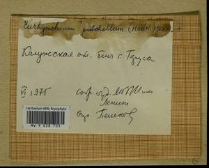 Eurhynchiastrum pulchellum (Hedw.) Ignatov & Huttunen, Гербарий мохообразных, Мхи - Центральное Нечерноземье (B6) (Россия)