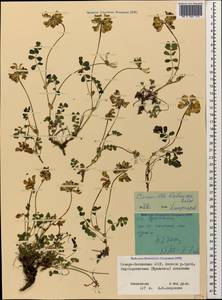 Coronilla orientalis subsp. balansae (Boiss.) Zernov, Кавказ, Северная Осетия, Ингушетия и Чечня (K1c) (Россия)