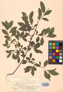 Ива мирзинолистная, Ива чернеющая Salisb., Восточная Европа, Московская область и Москва (E4a) (Россия)