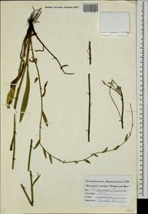 Pilosella cymosiformis (Froel.) Gottschl., Восточная Европа, Центральный лесостепной район (E6) (Россия)