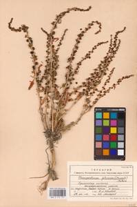 Blitum virgatum subsp. virgatum, Восточная Европа, Западный район (E3) (Россия)