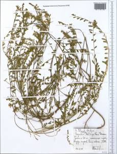 Polygala steudneri Chod., Африка (AFR) (Эфиопия)