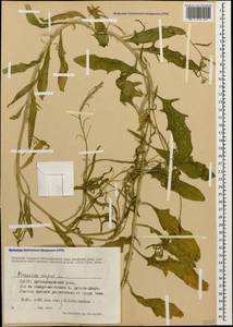 Брюква, Рапс L., Кавказ, Грузия (K4) (Грузия)