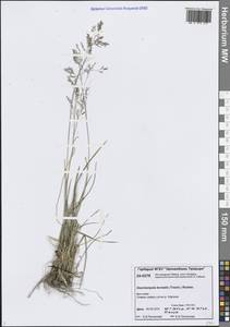 Щучка дернистая, Сибирь, Центральная Сибирь (S3) (Россия)