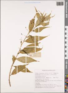 Lobelia montana Reinw. ex Blume, Зарубежная Азия (ASIA) (Вьетнам)