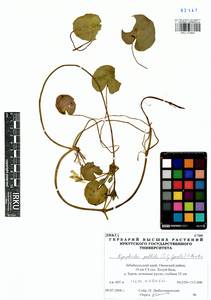 Болотоцветник щитковый (S. G. Gmelin) O. Kuntze, Сибирь, Прибайкалье и Забайкалье (S4) (Россия)