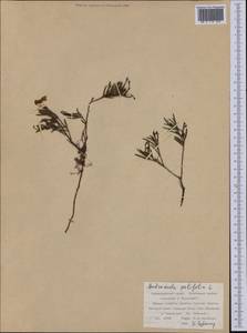 Подбел обыкновенный L., Сибирь, Дальний Восток (S6) (Россия)