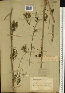 Бутень Прескотта DC., Восточная Европа, Южно-Украинский район (E12) (Украина)