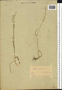 Avenula pubescens (Huds.) Dumort., Восточная Европа, Белоруссия (E3a) (Белоруссия)