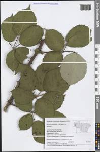Rubus procerus P. J. Müll. ex Boulay, Восточная Европа, Центральный район (E4) (Россия)