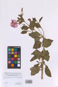 Petunia × atkinsiana D.Don ex Loudon, Восточная Европа, Московская область и Москва (E4a) (Россия)