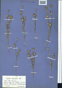Komaroffia integrifolia (Regel) A. L. Pereira, Средняя Азия и Казахстан, Западный Тянь-Шань и Каратау (M3) (Казахстан)