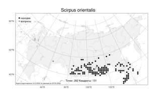 Scirpus orientalis, Камыш восточный Ohwi, Атлас флоры России (FLORUS) (Россия)