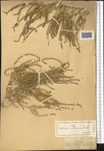 Nitrosalsola nitraria (Pall.) Tzvelev, Средняя Азия и Казахстан, Муюнкумы, Прибалхашье и Бетпак-Дала (M9) (Казахстан)