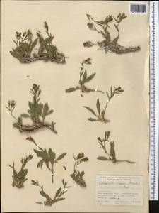 Campanula lehmanniana subsp. capusii (Franch.) Victorov, Средняя Азия и Казахстан, Памир и Памиро-Алай (M2) (Таджикистан)