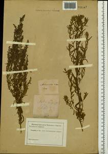Полынь эстрагон L., Сибирь и Дальний Восток (без точных местонахождений) (S0) (Россия)