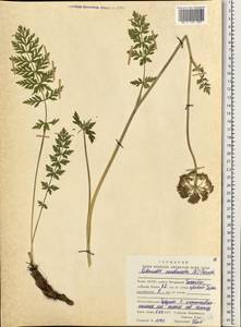 Жабрица скученная (L.) Rchb.fil., Восточная Европа, Северный район (E1) (Россия)