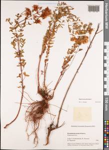 Зверобой продырявленный L., Восточная Европа, Северо-Западный район (E2) (Россия)