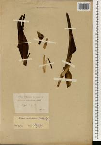 Biarum carduchorum (Schott) Engl., Зарубежная Азия (ASIA) (Сирия)