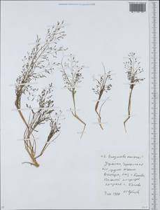 Полевичка амурская Prob., Восточная Европа, Северо-Украинский район (E11) (Украина)